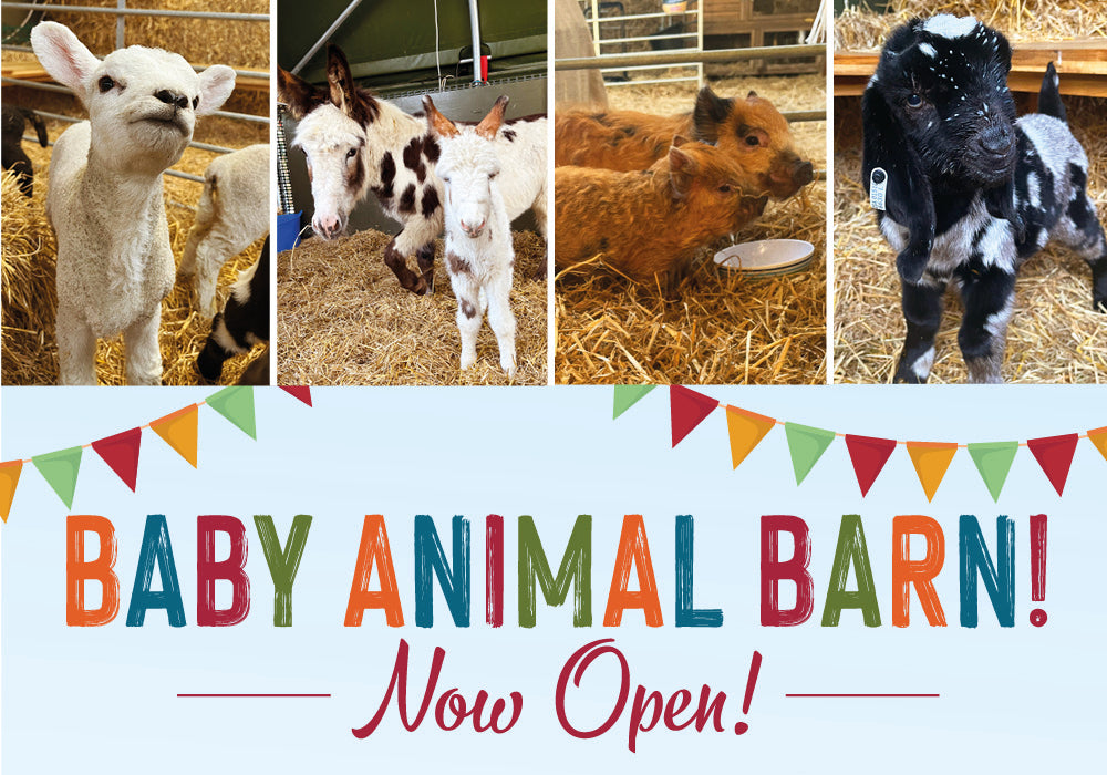 Baby Animal Barn - Now open