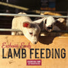 Lamb Bottle Feeding