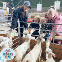 Lamb Bottle Feeding