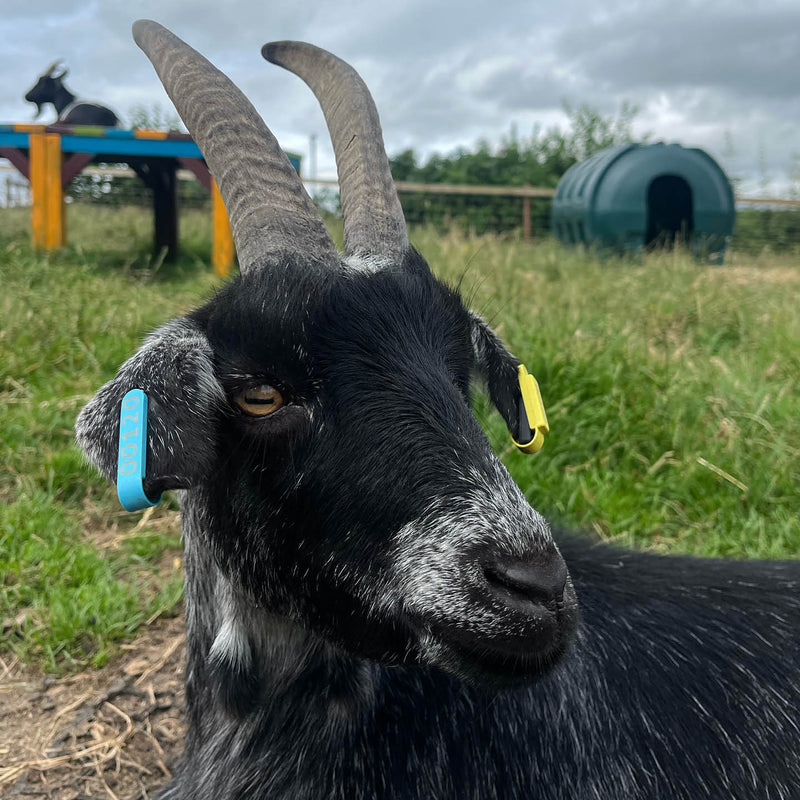 Little Farmers animal Tour