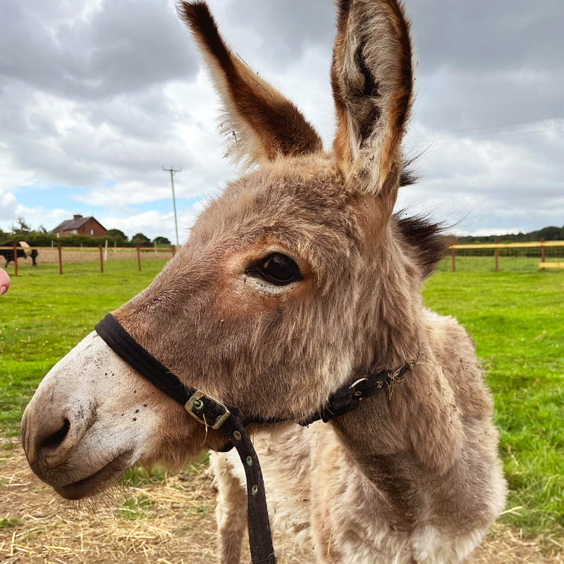 Little Farmers animal Tour