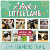 Adopt a baby lamb