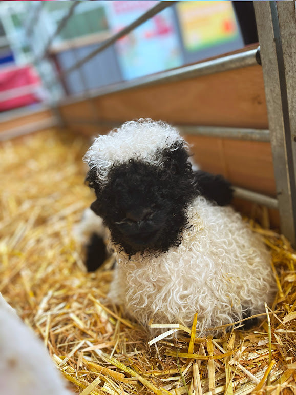 Adopt a baby lamb