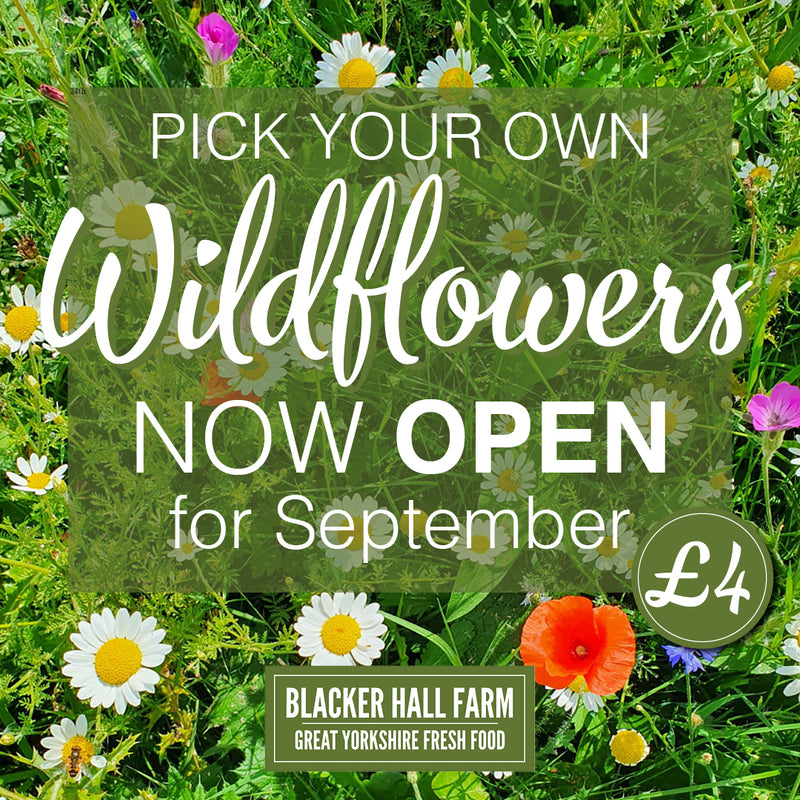 Wildflowers - Pick your own