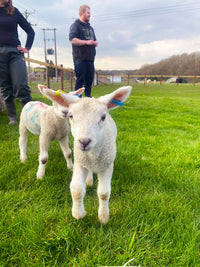 Adopt a baby lamb