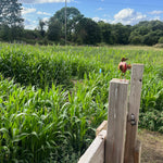 Maize Maze Ticket